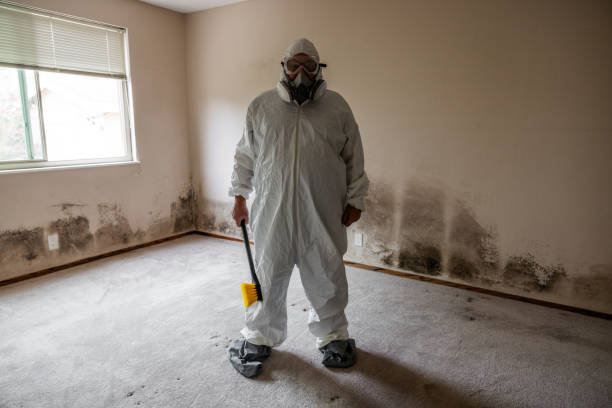 Best Black Mold Removal  in East Palestine, OH