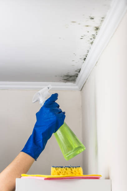 Best Commercial Mold Removal  in East Palestine, OH